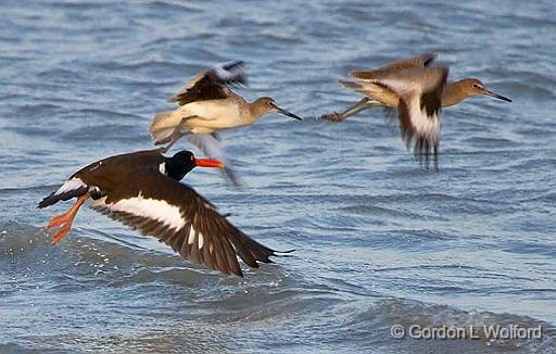 Get Off My Reef_41150.jpg - Territorial American Oystercatcher (Haematopus palliatus) chasing two Willets (Tringa semipalmata) off its oyster reef.Photographed along the Gulf coast near Rockport, Texas, USA.